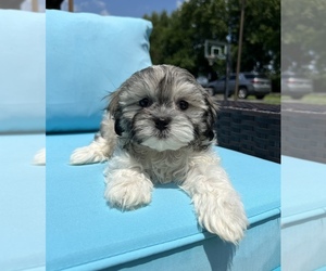 Mal-Shi Puppy for sale in FRANKLIN, IN, USA