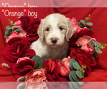 Small Photo #12 Goldendoodle Puppy For Sale in MANSFIELD, TX, USA