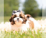 Small Photo #23 Shih Tzu Puppy For Sale in WARSAW, IN, USA