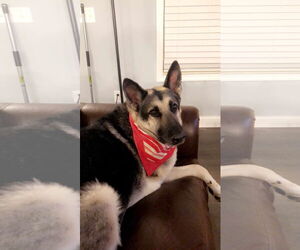 German Shepherd Dog Dogs for adoption in Columbus, IN, USA