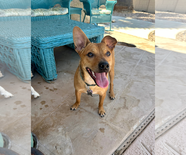 Medium Photo #8 Basenji-Unknown Mix Puppy For Sale in Chandler, AZ, USA