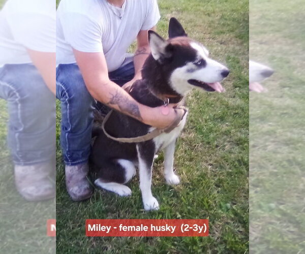 Medium Photo #2 Siberian Husky-Unknown Mix Puppy For Sale in Aurora, IN, USA