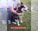 Small #1 Siberian Husky Mix