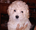 Small Photo #1 Maltipoo Puppy For Sale in VALLEJO, CA, USA