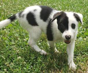 Border Collie Puppy for sale in PHILA, PA, USA