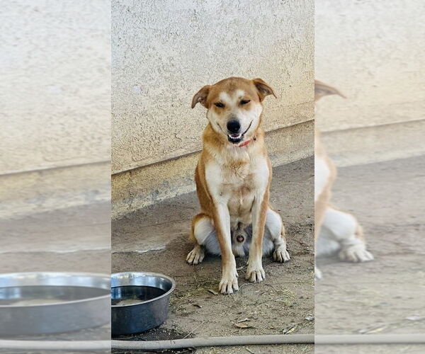 Medium Photo #1 Mutt Puppy For Sale in Dana Point, CA, USA