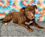 Small #6 American Pit Bull Terrier-Labrador Retriever Mix