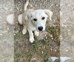 Puppy Pickle Great Pyrenees-Labradoodle Mix