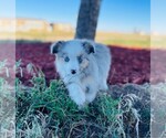 Small Photo #14 Miniature Australian Shepherd Puppy For Sale in BLACK FOREST, CO, USA