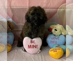 Goldendoodle-Shih Tzu Mix Puppy for sale in KLONDIKE, TX, USA