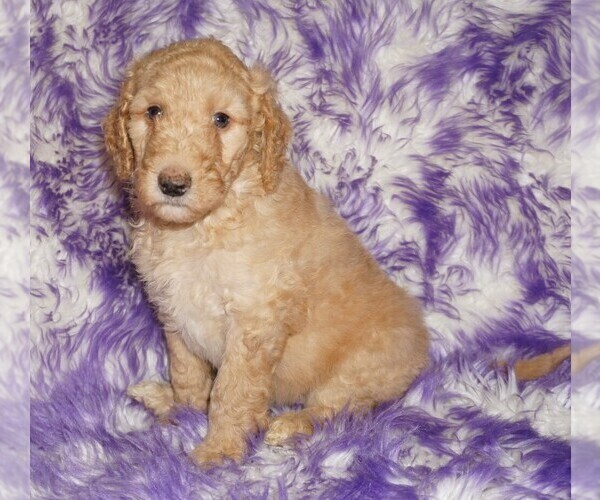 Medium Photo #3 Labradoodle Puppy For Sale in LA HABRA, CA, USA