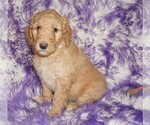 Small #2 Labradoodle