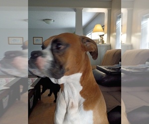 Father of the Boxer puppies born on 09/11/2025