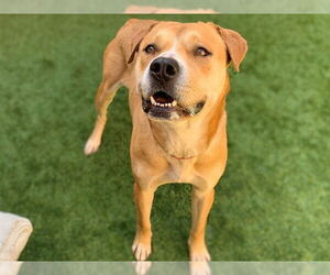 Labrador Retriever-Unknown Mix Dogs for adoption in Moreno Valley, CA, USA
