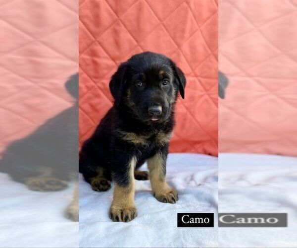 Medium Photo #1 German Shepherd Dog Puppy For Sale in COTTONDALE, FL, USA