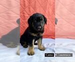 Small Photo #1 German Shepherd Dog Puppy For Sale in COTTONDALE, FL, USA
