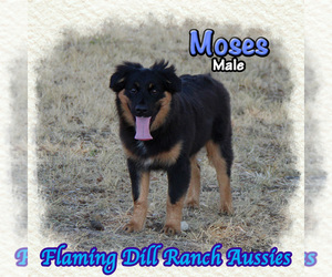 Miniature Australian Shepherd Puppy for sale in FORESTBURG, TX, USA