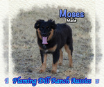 Small Miniature Australian Shepherd