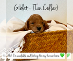 Puppy Giblet Poodle (Toy)
