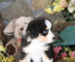 Small #3 Australian Shepherd