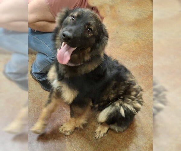 Medium Photo #2 Australian Shepherd-Unknown Mix Puppy For Sale in Mountain View, AR, USA