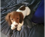 Small Photo #1 Dachshund-Dachshund Mix Puppy For Sale in MYRTLE BEACH, SC, USA