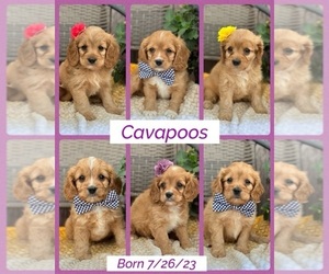Cavapoo Puppy for Sale in RICHMOND, Illinois USA