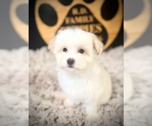 Maltipoo (Toy) Puppy for sale in CROSSVILLE, TN, USA