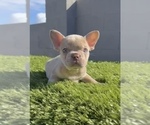 Small Photo #17 French Bulldog Puppy For Sale in MENLO PARK, CA, USA