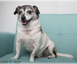 Small #1 Mutt