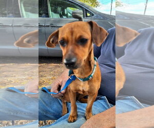 Elonna - Female Chiweenie Dog for Adoption - Photo #3