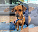 Small Photo #3 Chiweenie Puppy For Sale in Missouri City, TX, USA