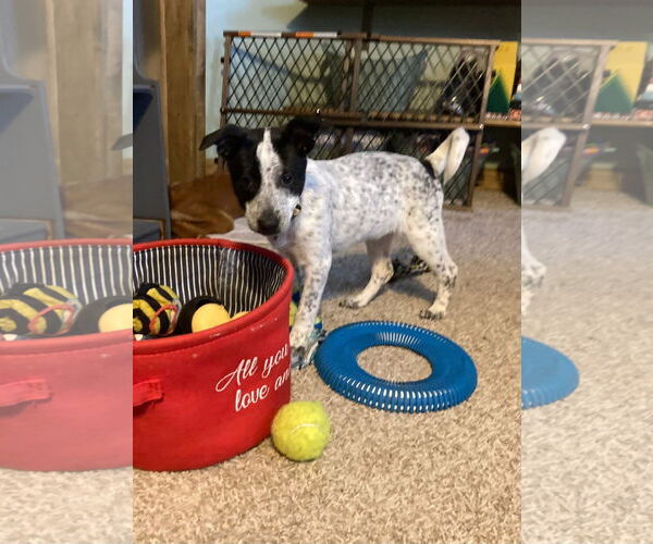 Medium Photo #2 Mutt Puppy For Sale in New London, WI, USA