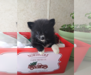 Pomsky Puppy for sale in INDIANAPOLIS, IN, USA