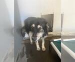 Small Border Collie Mix