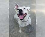 Small Mutt
