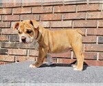 Small Photo #10 Olde English Bulldogge Puppy For Sale in NEOSHO, MO, USA