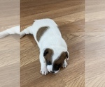 Small Photo #3 Jack Russell Terrier Puppy For Sale in DAWSONVILLE, GA, USA