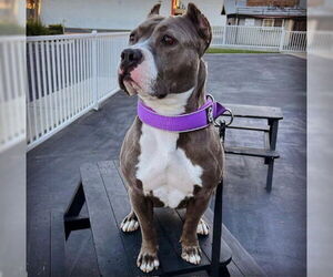 Zsa Zsa - Female American Staffordshire Terrier-Unknown Mix Dog for Adoption - Photo #3