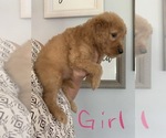 Small Photo #7 Goldendoodle Puppy For Sale in MONTICELLO, IN, USA