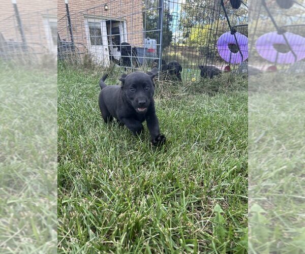 Medium Photo #2 Labrador Retriever Puppy For Sale in EDINBURG, VA, USA