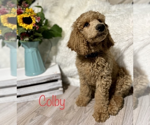 Medium Photo #6 Poodle (Standard) Puppy For Sale in CLEVER, MO, USA