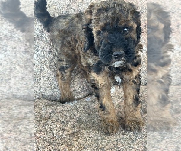 Medium Photo #6 Poodle (Miniature)-Poodle (Standard) Mix Puppy For Sale in LONGMONT, CO, USA