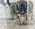 Small #5 Poodle (Miniature)-Poodle (Standard) Mix