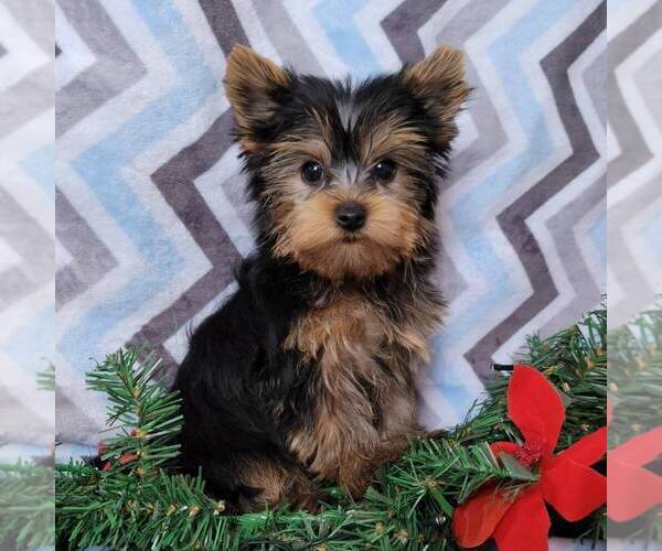Medium Photo #4 Yorkshire Terrier Puppy For Sale in ARTHUR, IL, USA