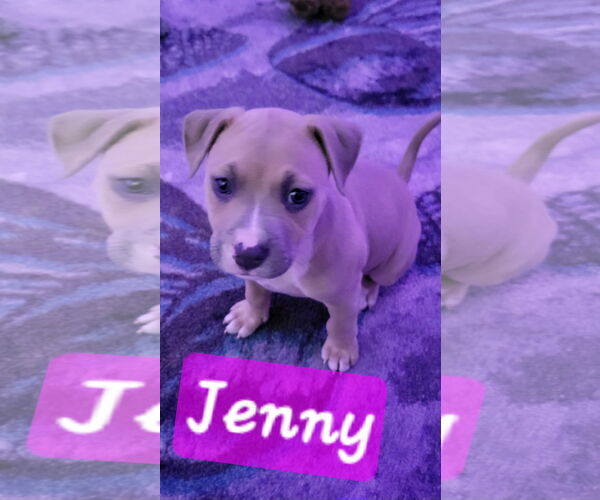 Medium Photo #1 American Pit Bull Terrier Puppy For Sale in Brooksville, FL, USA