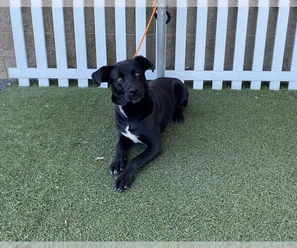 Medium Photo #1 Labrador Retriever Puppy For Sale in Modesto, CA, USA