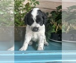Image preview for Ad Listing. Nickname: Iggys Litter