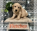 Small Photo #4 Goldendoodle Puppy For Sale in WOOSTER, OH, USA