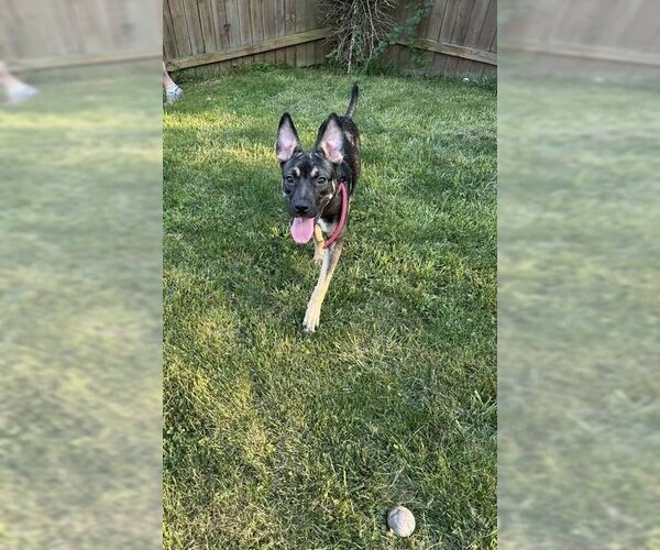 Medium Photo #7 German Shepherd Dog-Unknown Mix Puppy For Sale in Saegertown , PA, USA